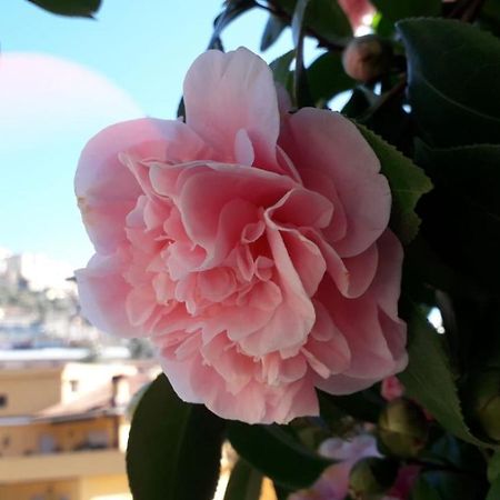 B&B Il Giardino Delle Camelie パレストリーナ エクステリア 写真