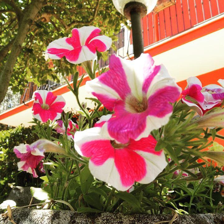 B&B Il Giardino Delle Camelie パレストリーナ エクステリア 写真